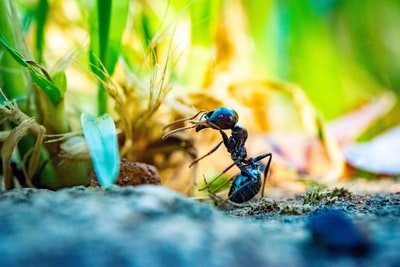 黑蚁在植物前的特写照片